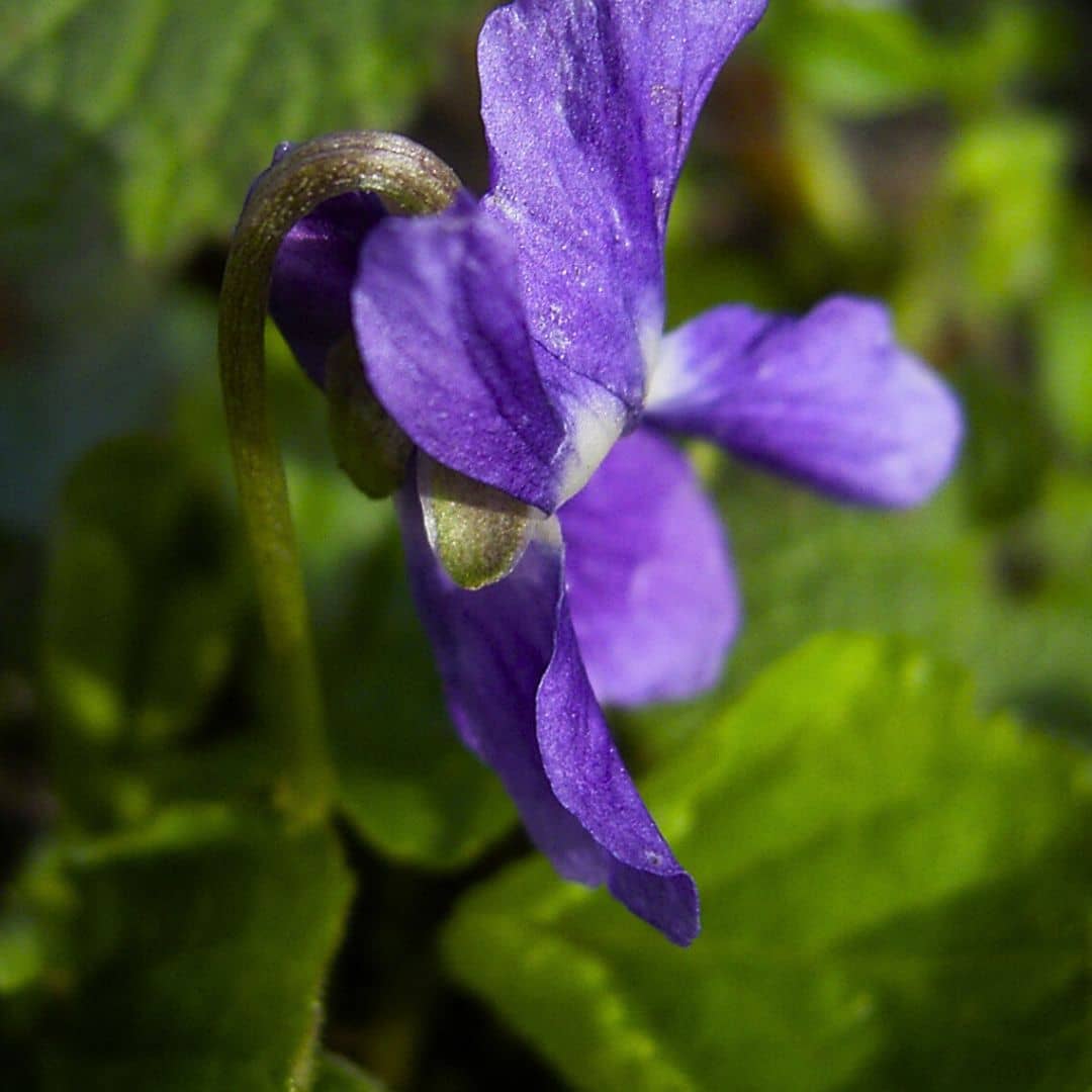 GRAINES de viola odorata Violette odorante