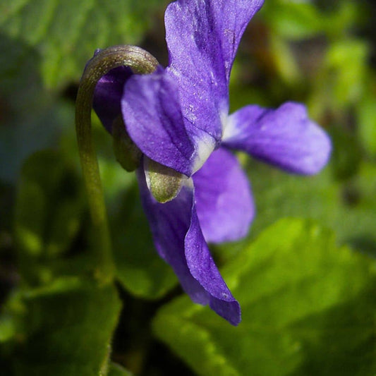 GRAINES de viola odorata Violette odorante