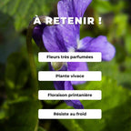 GRAINES de viola odorata Violette odorante comment semer et cultiver