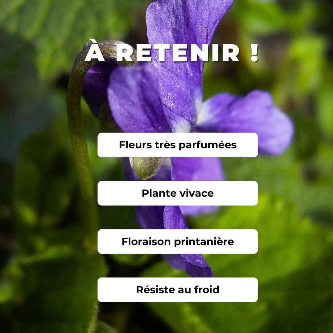 GRAINES de viola odorata Violette odorante comment semer et cultiver