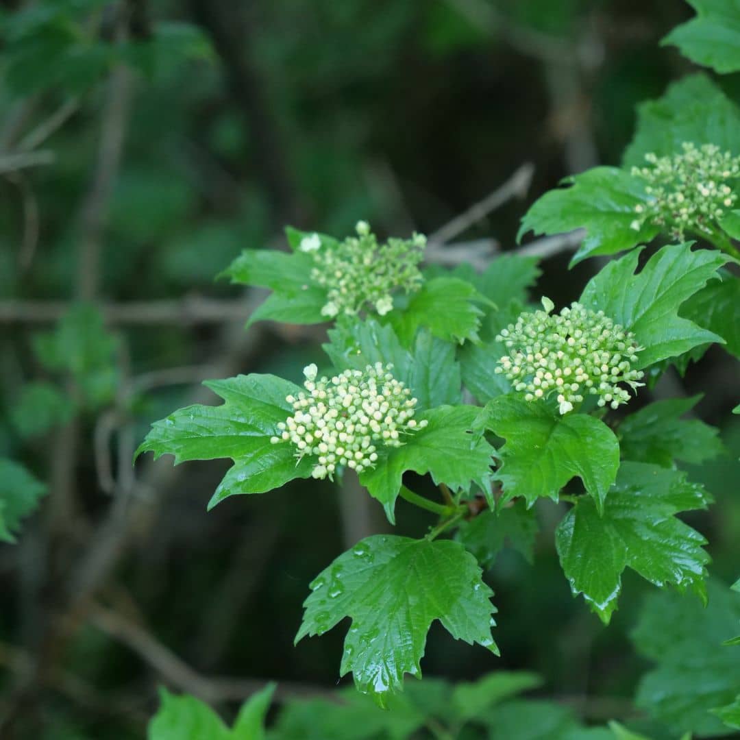 GRAINES de viorne obier viburnum opulus à planter pour cultiver