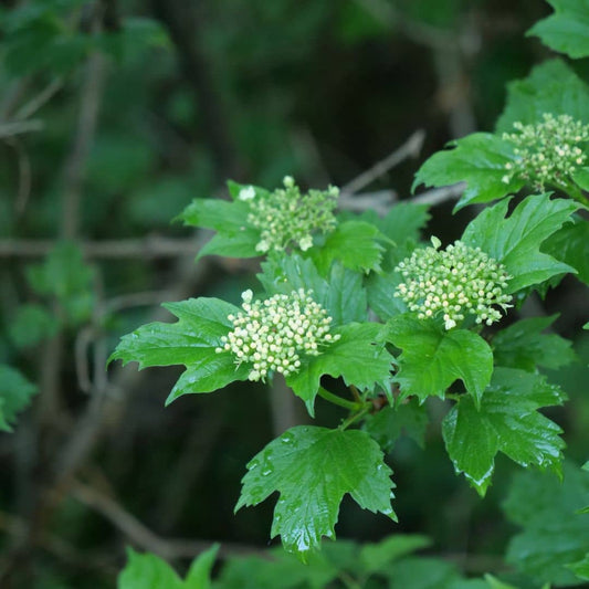 GRAINES de viorne obier viburnum opulus à planter pour cultiver