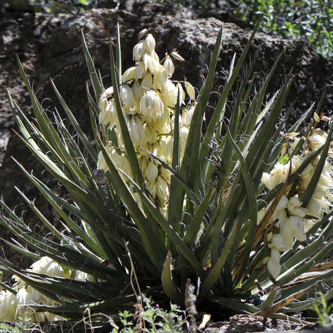GRAINES de yucca banane yucca à fruits comestibles résistant au sec