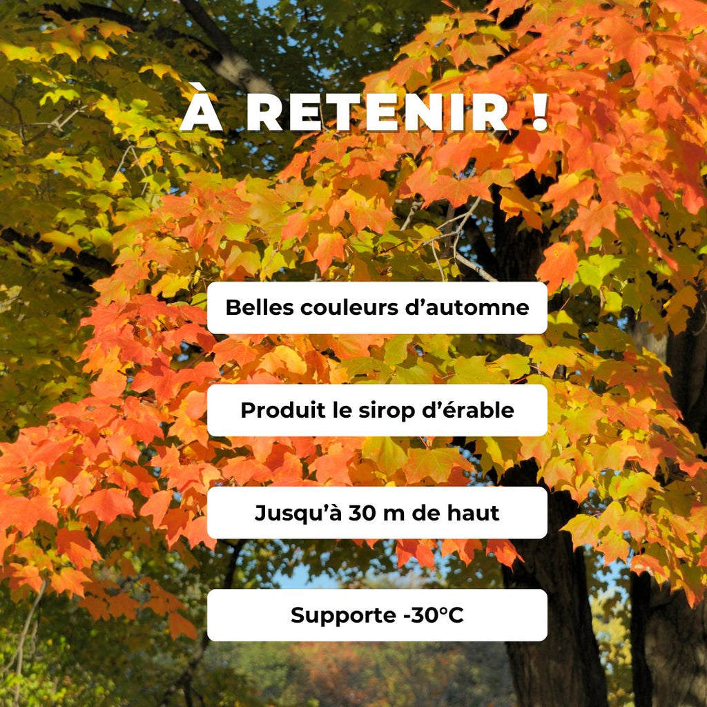 GRAINES érable à sucre Acer saccharum arbres rustiques monde vegetal comment semer et cultiver