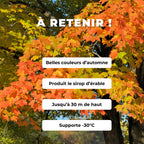 GRAINES érable à sucre Acer saccharum arbres rustiques monde vegetal comment semer et cultiver