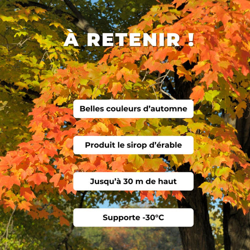 GRAINES érable à sucre Acer saccharum arbres rustiques monde vegetal comment semer et cultiver