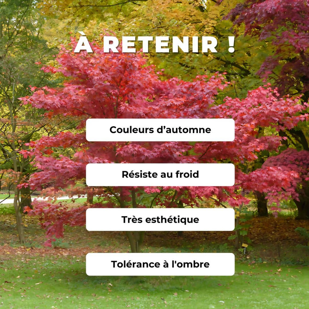 GRAINES érable du japon Acer palmatum atropurpureum monde végétal semences de plantes rares comment semer des graines d'érable du japon