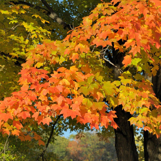 GRAINES érable à sucre Acer saccharum arbres rustiques monde vegetal