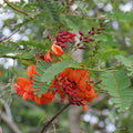 GRAINES et PLANT de sesbania punicea flamboyant de hyères plantes rares de monde vegetal