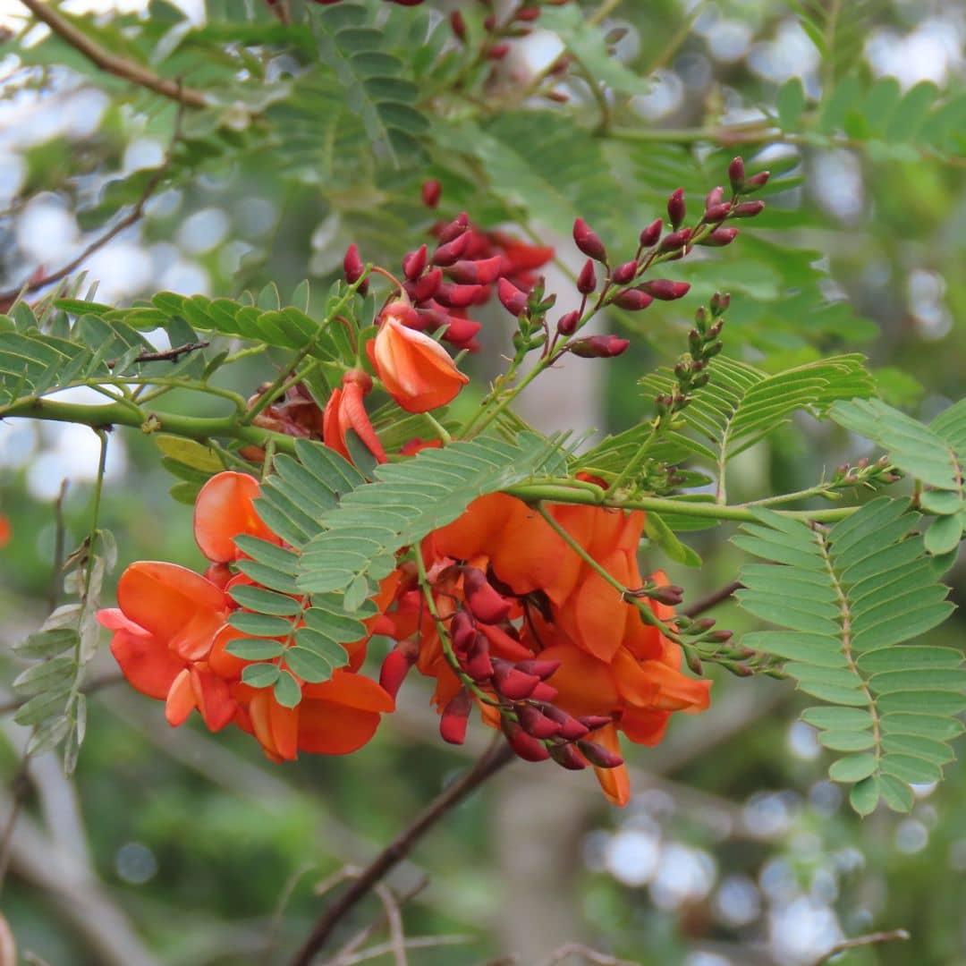 GRAINES et PLANT de sesbania punicea flamboyant de hyères plantes rares de monde vegetal