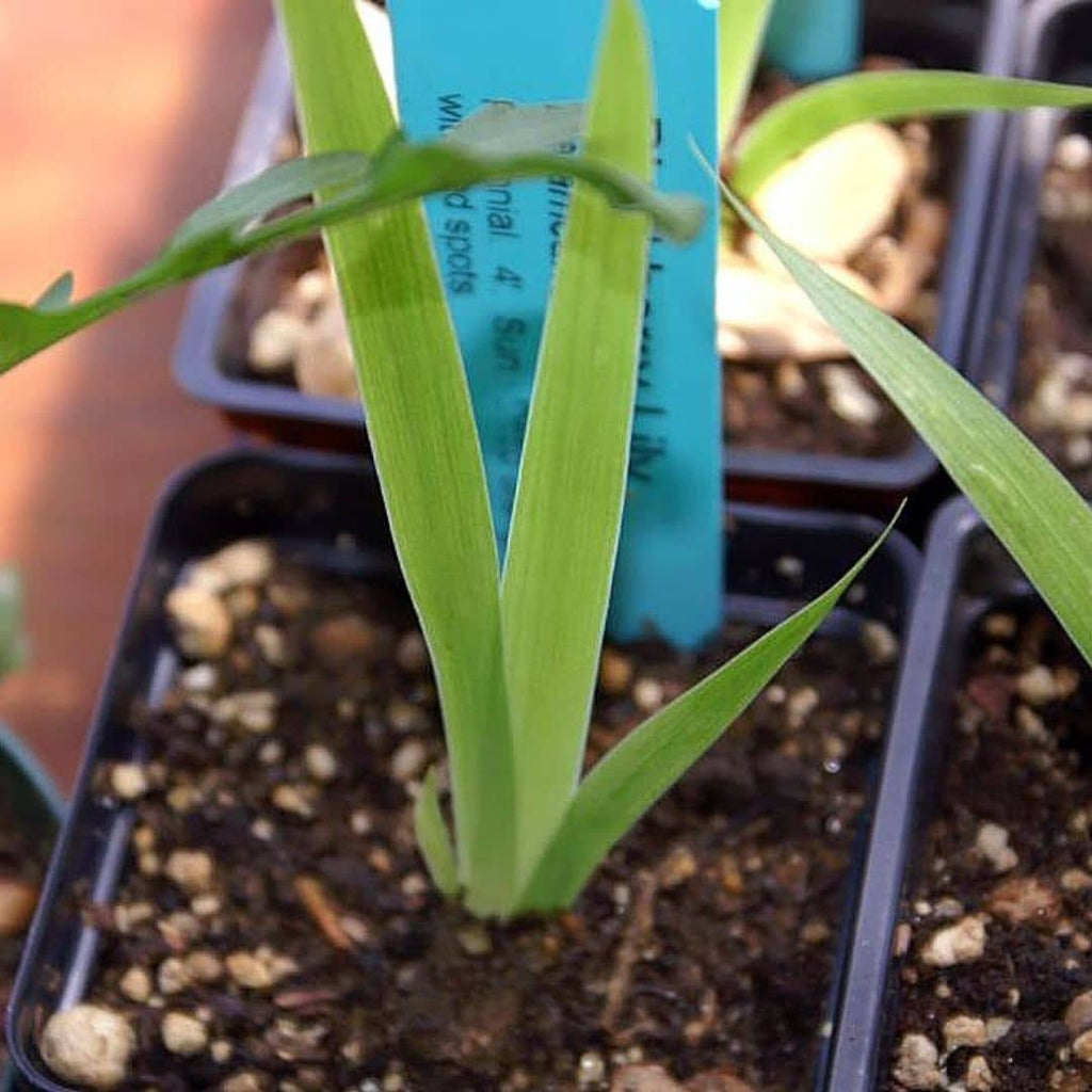 GRAINES fleur léopard plante à bulbe à semer