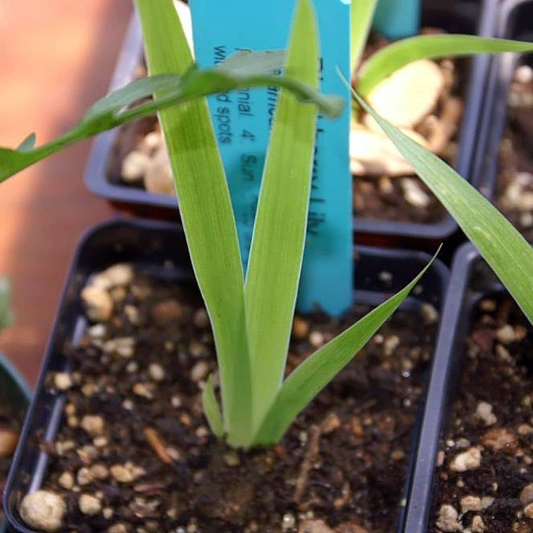 GRAINES fleur léopard plante à bulbe à semer