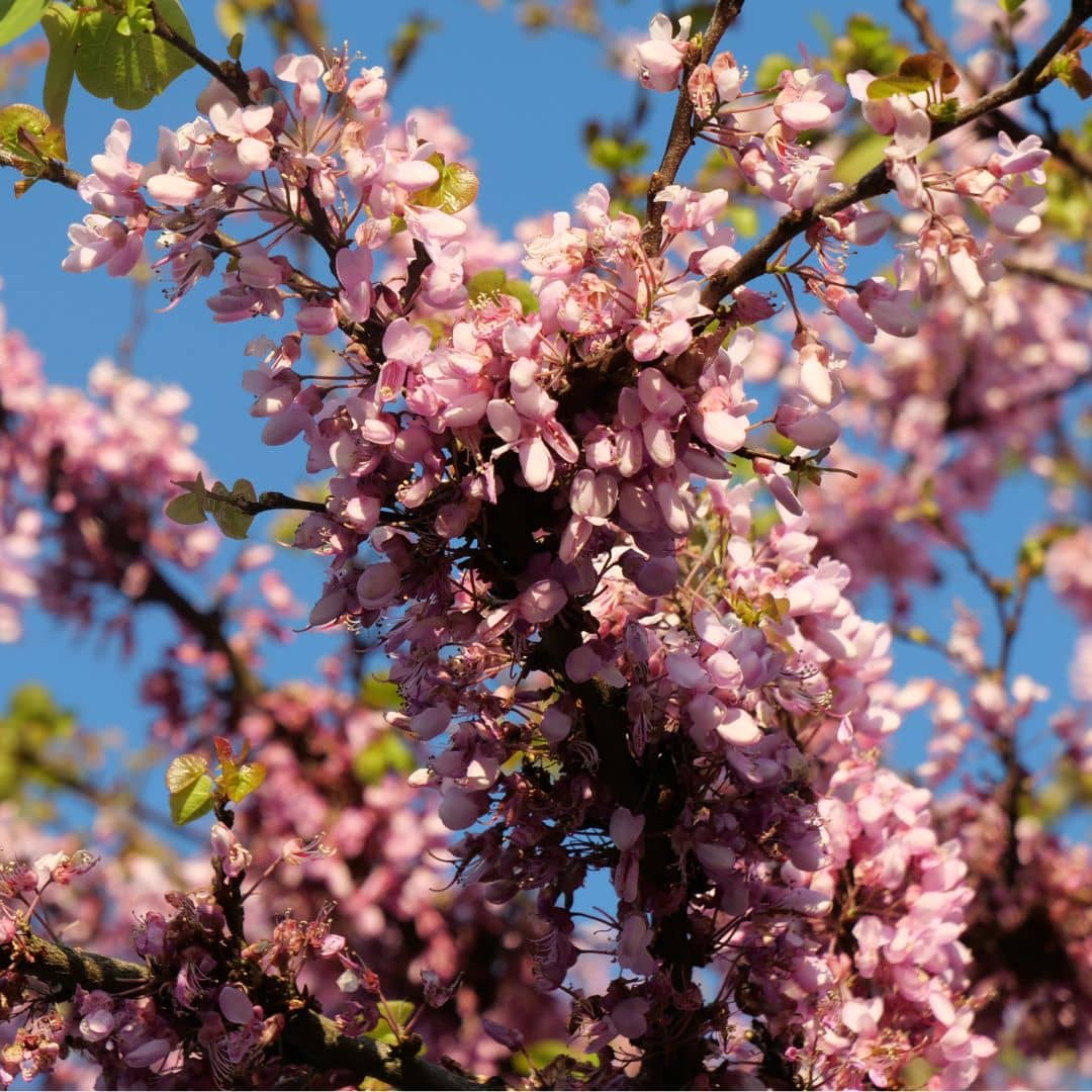 GRAINES fleurs d'arbre de judée cercis siliquastrum arbres à floraison rose de printemps résistant au froid