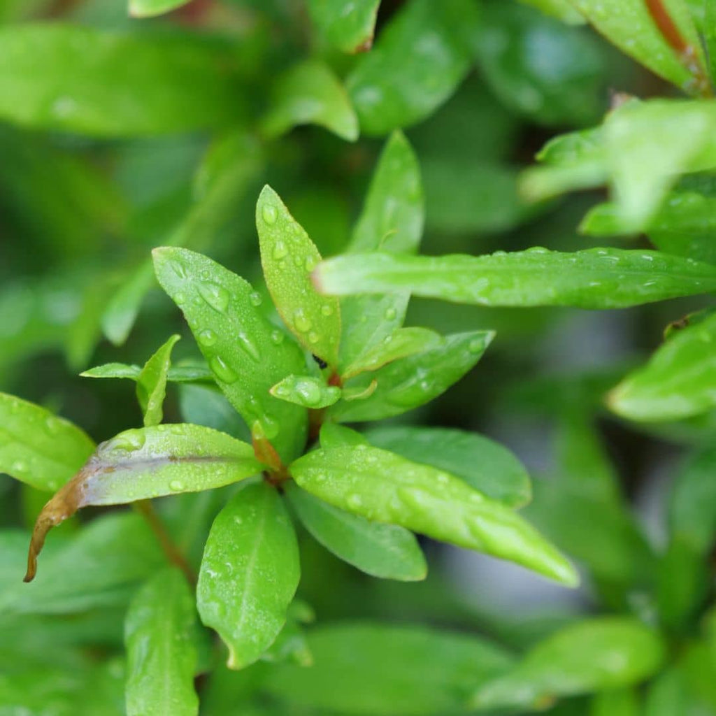 GRAINES grenadier nain zoom sur le feuillage monde vegetal
