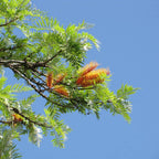 GRAINES grevillea robusta vue générale des fleurs et des feuilles comment semer et cultiver