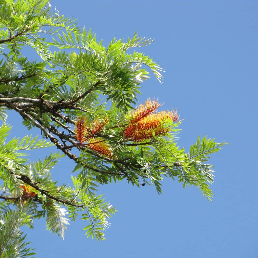 GRAINES grevillea robusta vue générale des fleurs et des feuilles comment semer et cultiver