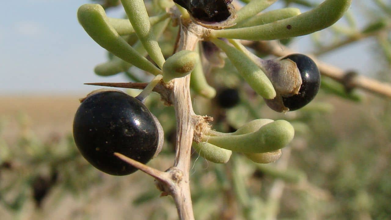 GRAINES - Baie de Goji Noire (Lycium ruthenicum)