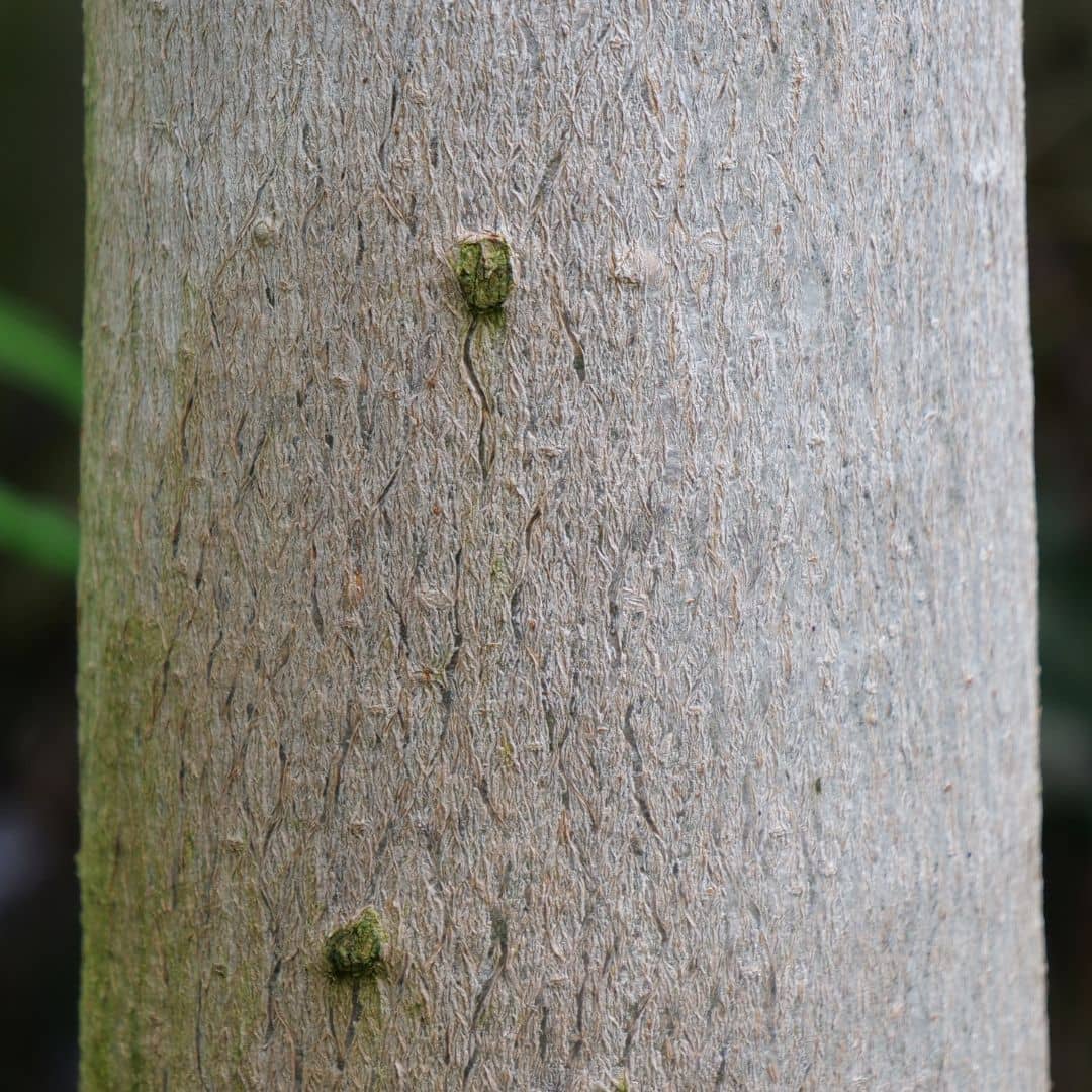 GRAINES moringa écorce de l'arbre de vie monde vegetal