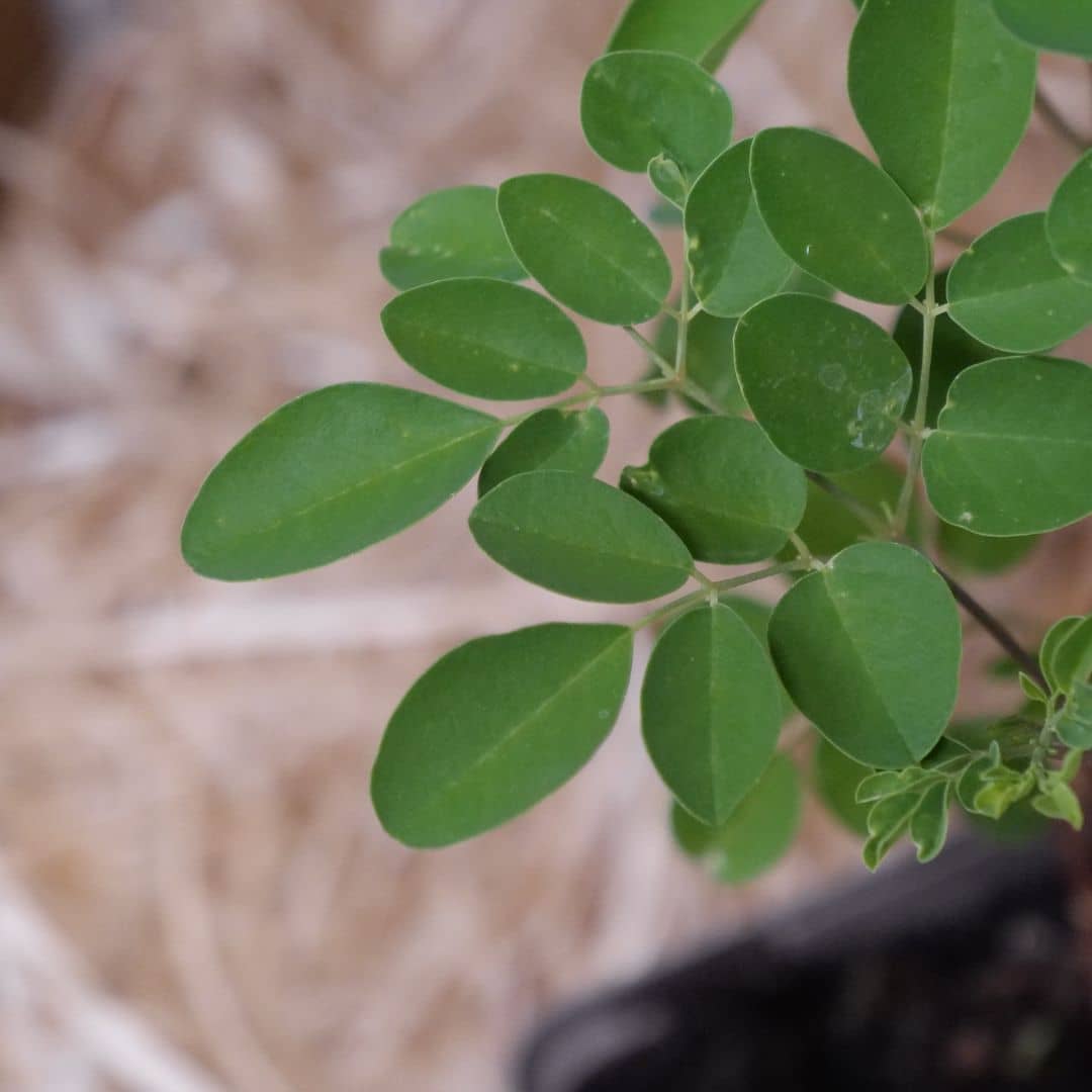 GRAINES moringa écorce de l'arbre de vie monde vegetal zoom sur son feuillage plein de vertus