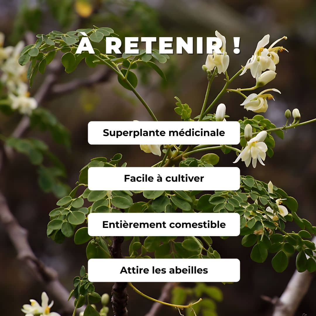 GRAINES moringa oleifera arbre de vie plantes tropicales et médicinales rares monde végétal comment semer et cultiver le moringa