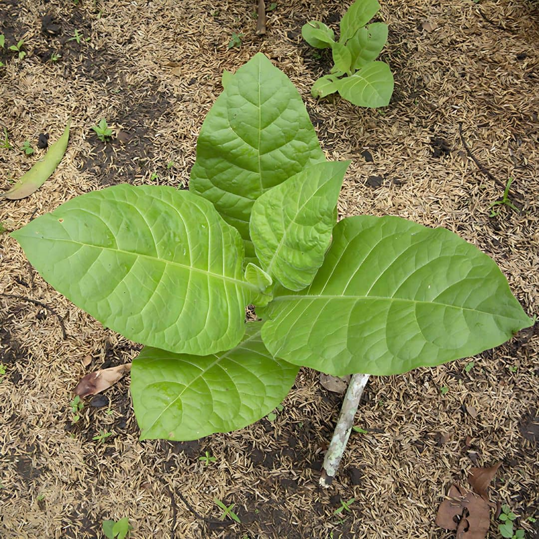 GRAINES nicotiana rustica Petit Tabac monde vegetal