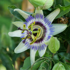 GRAINES passiflore bleue passiflora caerulea monde vegetal