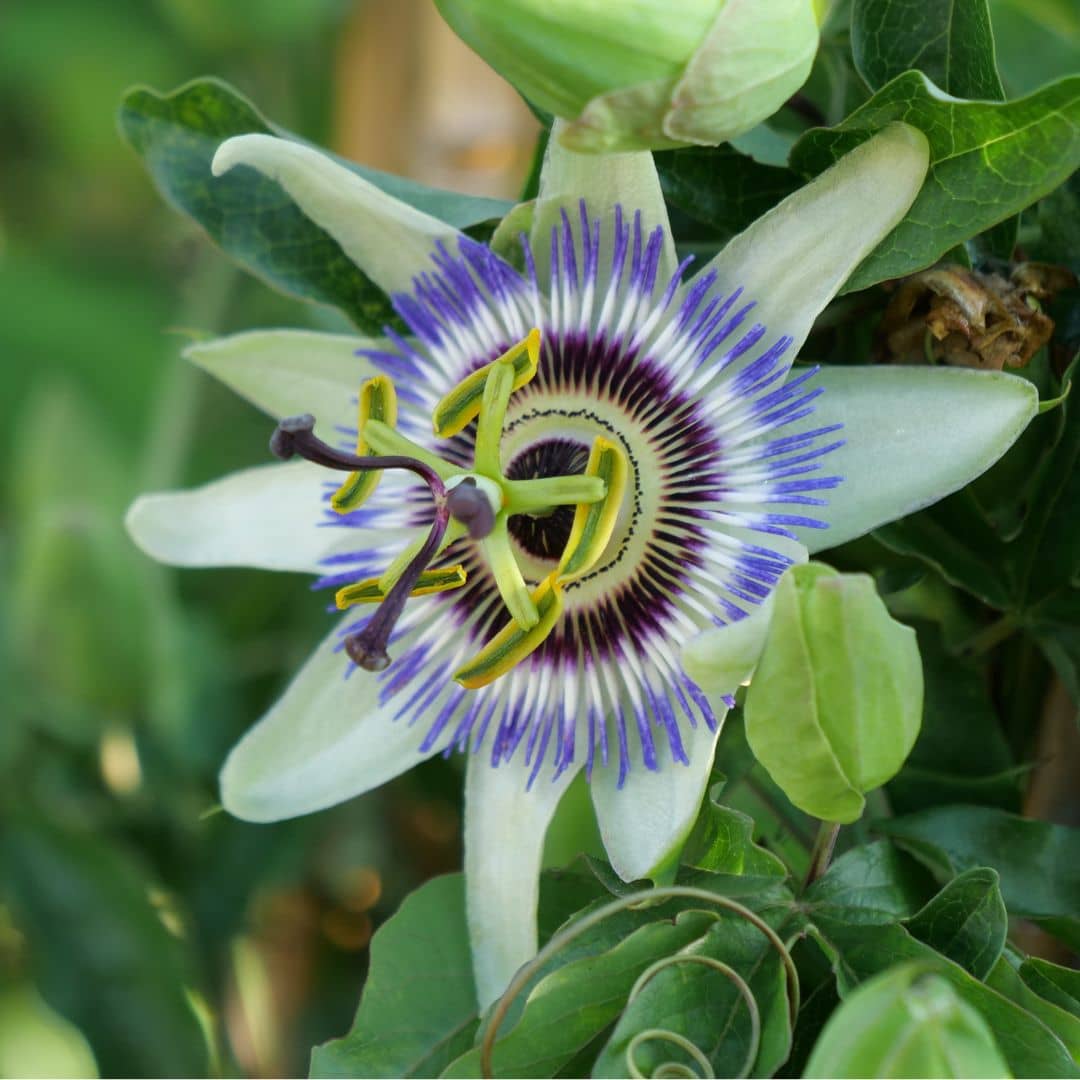 GRAINES passiflore bleue passiflora caerulea monde vegetal