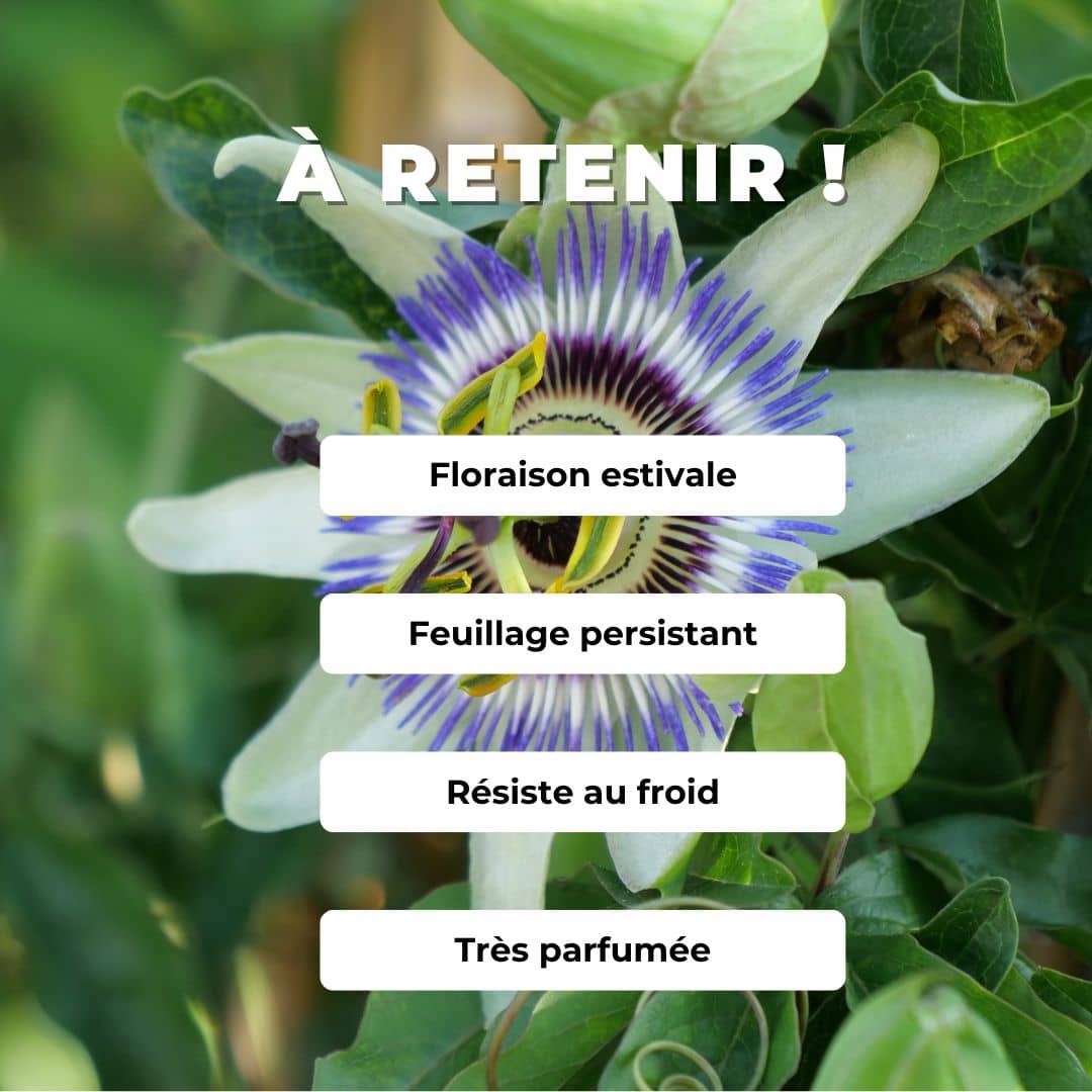 GRAINES passiflore bleue passiflora caerulea monde vegetal comment la cultiver 