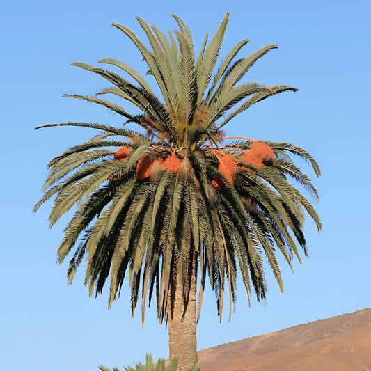 graines de phoenix canariensis palmier des canaries