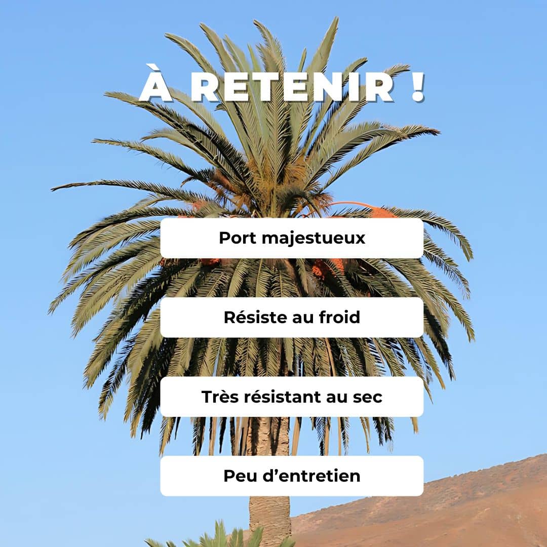 GRAINES phoenix canariensis palmier des canaries palmiers rares monde végétal comment semer et cultiver