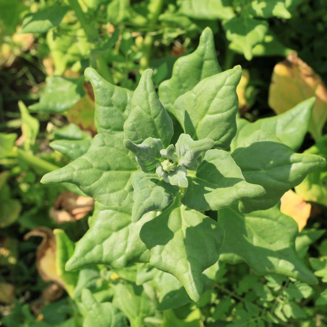 GRAINES Épinard de Nouvelle-Zélande Tetragonia tetragonioides plante potagere rare à cultiver
