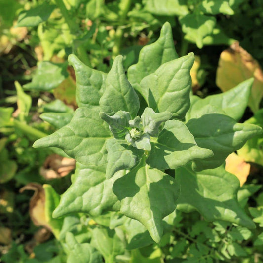 GRAINES Épinard de Nouvelle-Zélande Tetragonia tetragonioides plante potagere rare à cultiver