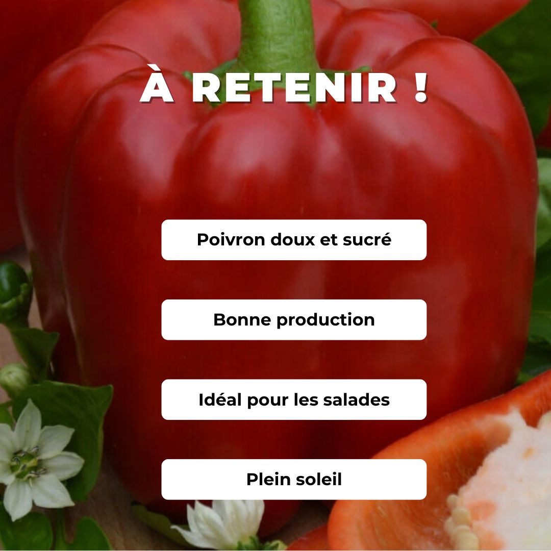 GRAINES poivron robertina capsicum annuum poivrons à cultiver chez monde végétal