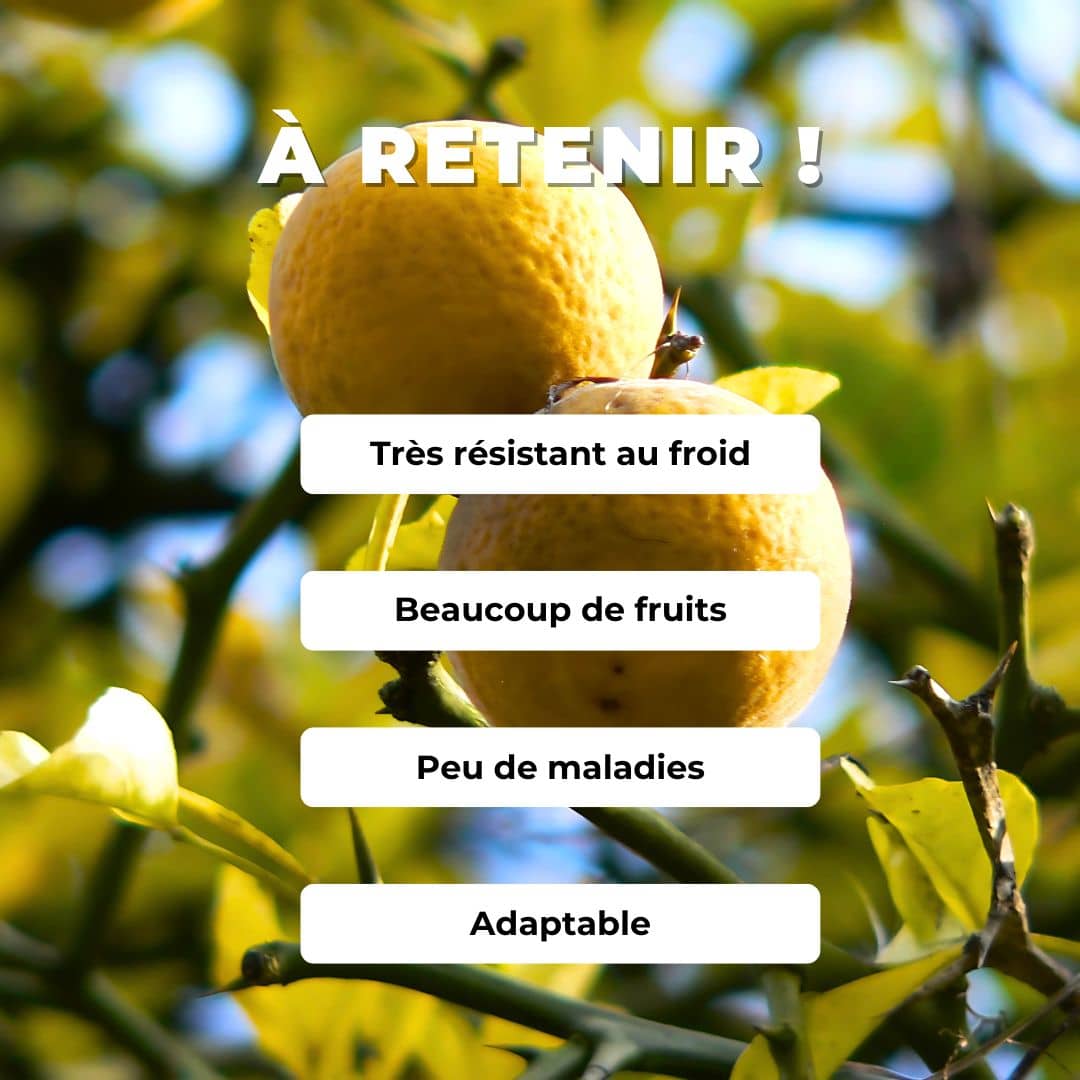 GRAINES poncirus trifoliata Citronnier Épineux agrume rustique résistant au froid monde végétal comment semer et faire germer des graines de Poncirus 