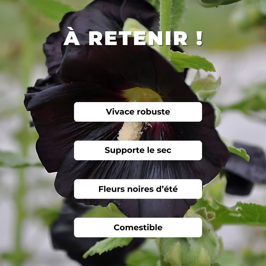 PLANTES RUSTIQUES Monde V g tal plantes-rustiques-monde-v-g-tal