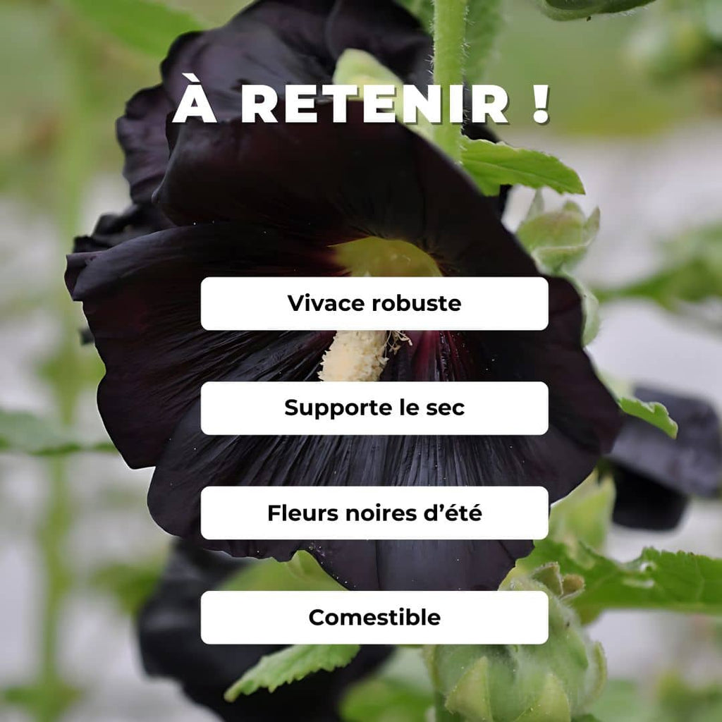 GRAINES rose trémière noire Alcea rosea nigra monde végétal plantes rares comment semer et cultiver la rose trémière