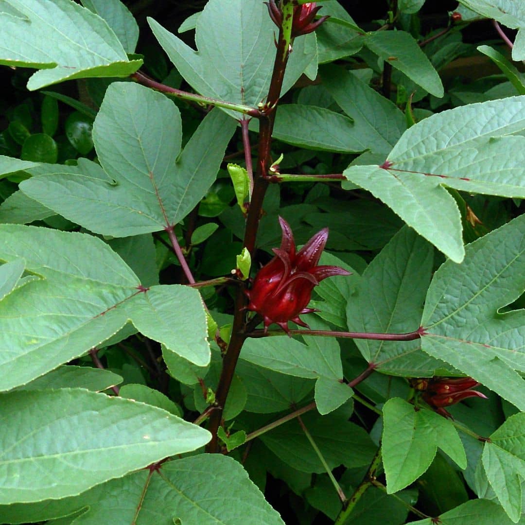 SAMEN - Guinea-Sauerampfer (Hibiscus sabdariffa) + Anbau