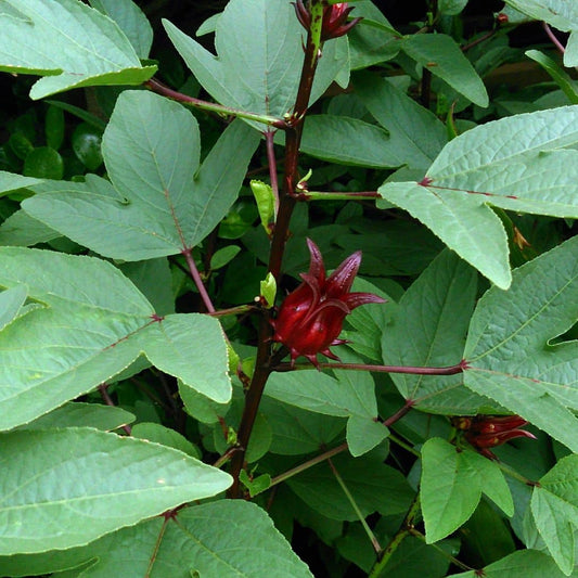 GRAINES roselle Hibiscus sabdariffa bissap oseille de guinée plante à infusion