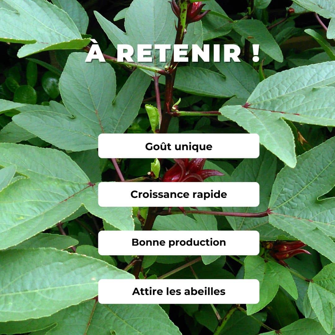 GRAINES roselle Hibiscus sabdariffa bissap oseille de guinée plante à infusion comment semer et cultiver