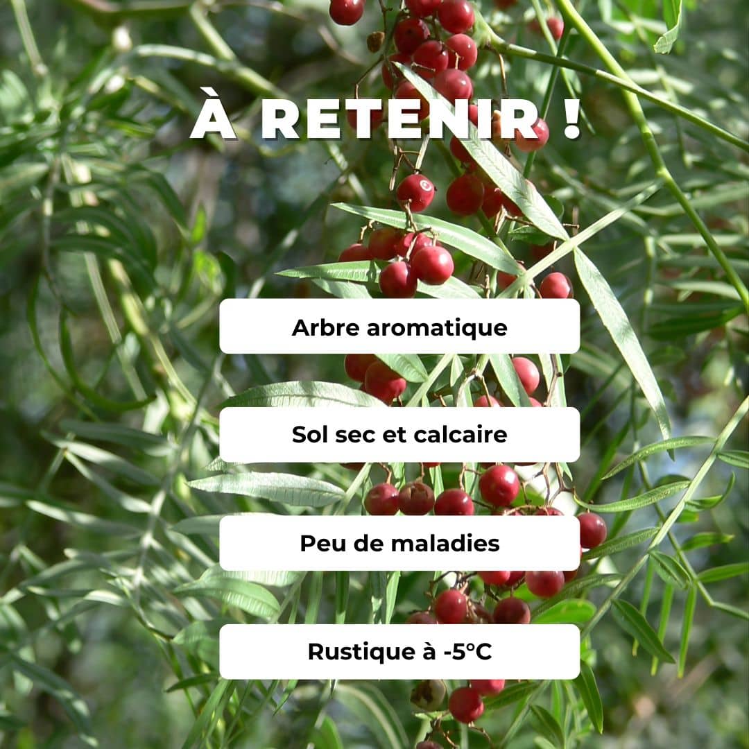 GRAINES - Faux-poivrier odorant (Schinus molle)