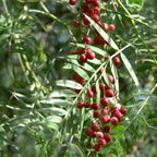 GRAINES  schinus molle  Faux-poivrier odorant arbre à poivre plantes rares monde vegetal