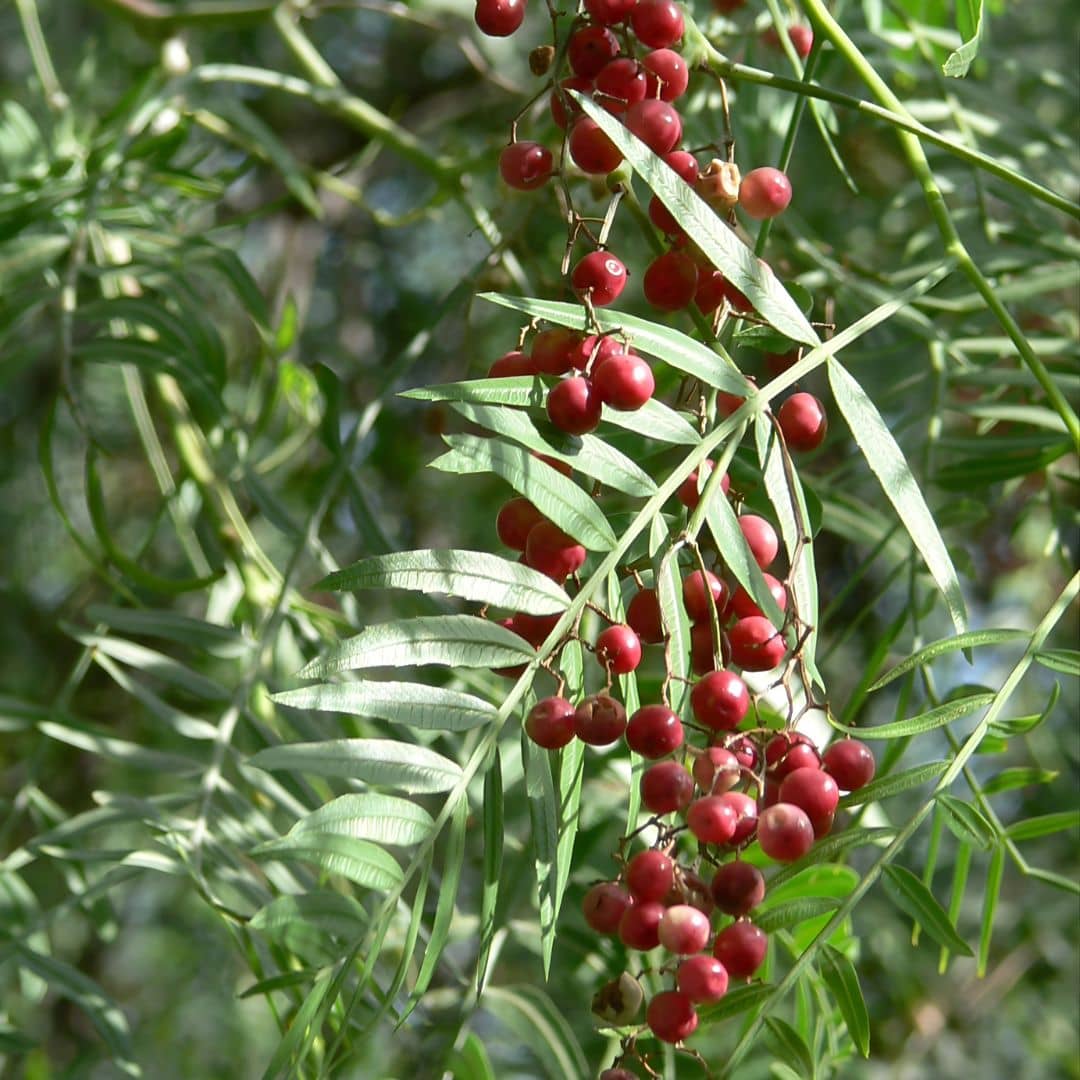 GRAINES  schinus molle  Faux-poivrier odorant arbre à poivre plantes rares monde vegetal