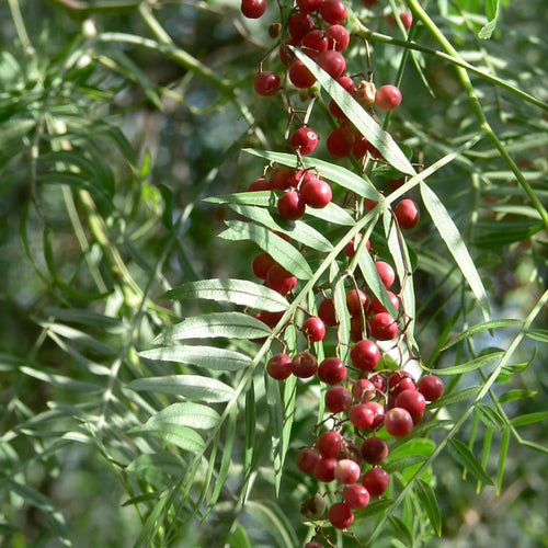GRAINES  schinus molle  Faux-poivrier odorant arbre à poivre plantes rares monde vegetal