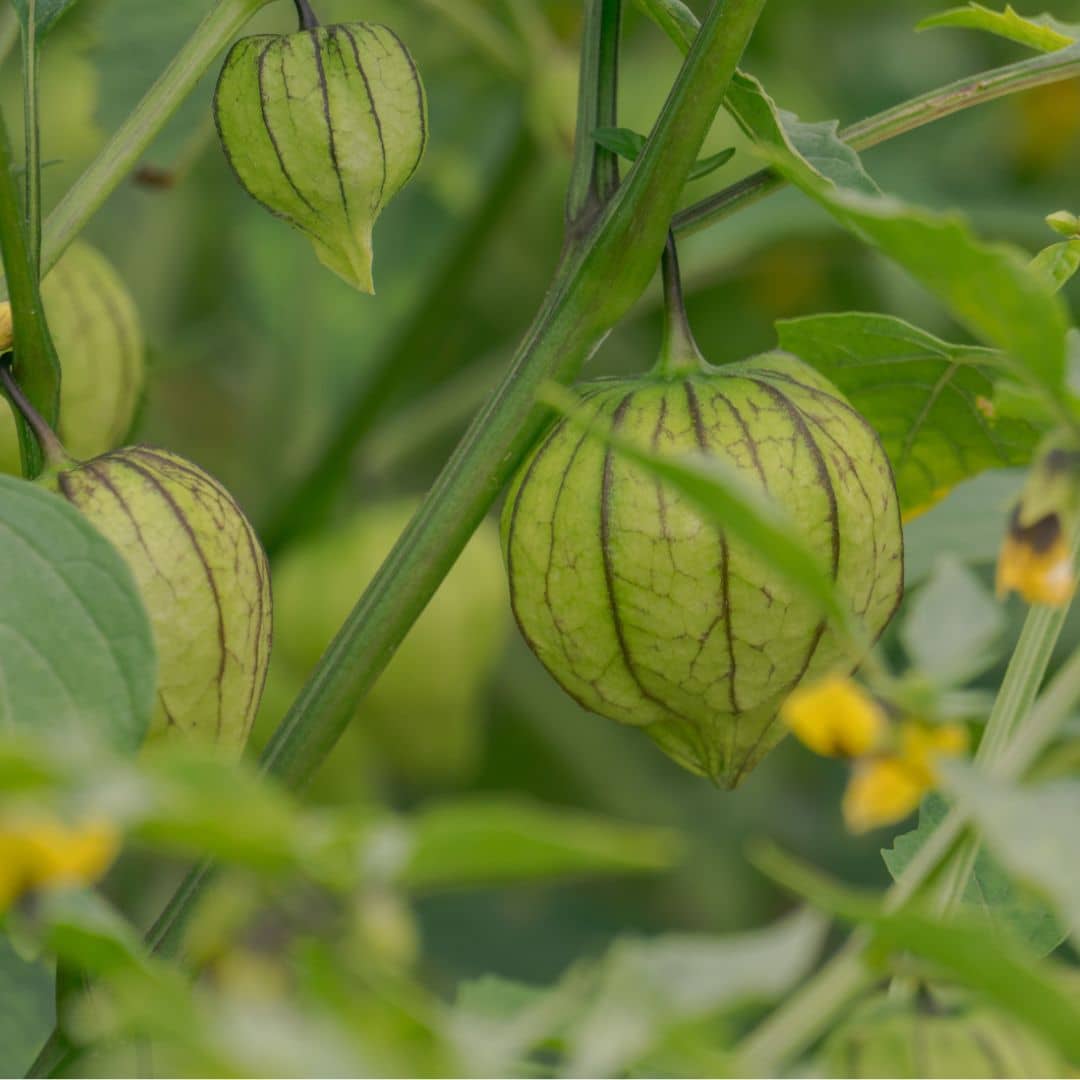 GRAINES tomatille ixocarpa Amarylla plantes potagères rares monde végétal