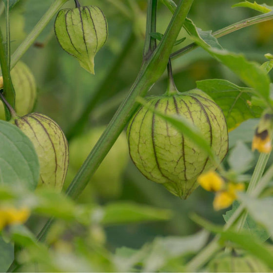 GRAINES tomatille ixocarpa Amarylla plantes potagères rares monde végétal