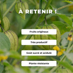 GRAINES tomatille ixocarpa Amarylla plantes potagères rares monde végétal comment semer et cultiver