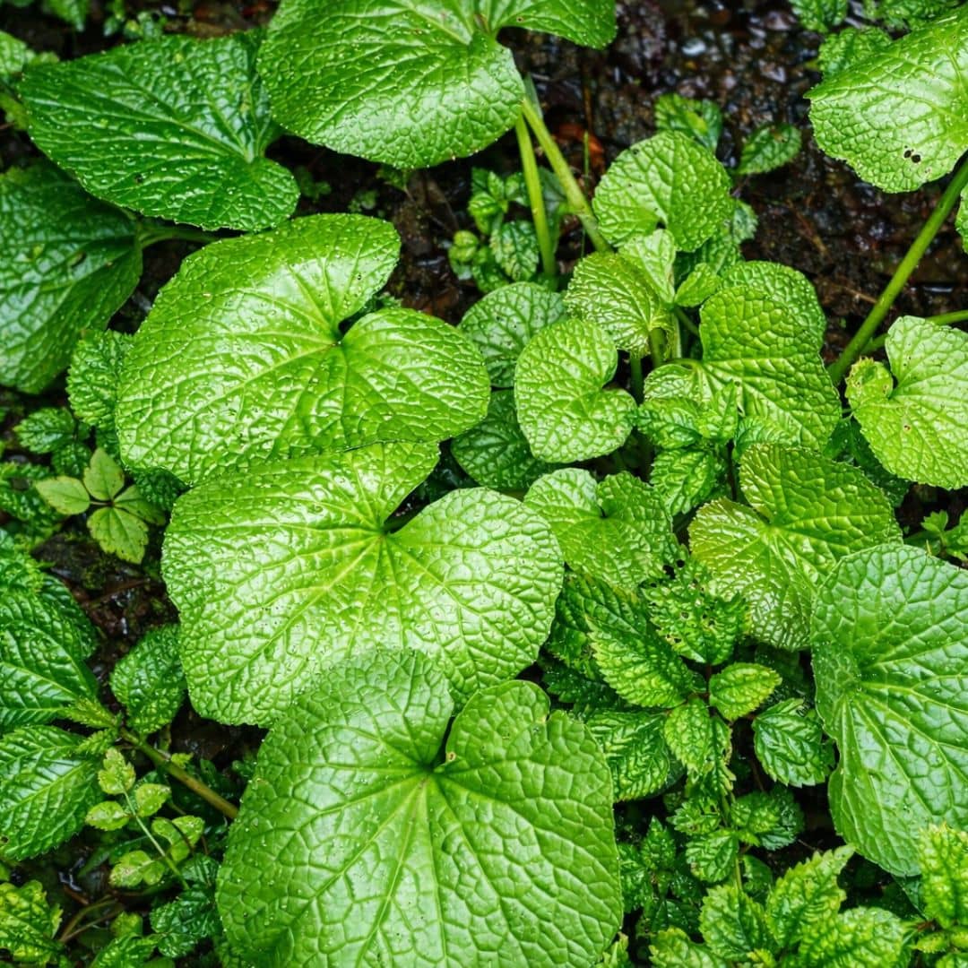 GRAINES wasabi eutrema japonicum plante aromatique rare monde vegetal