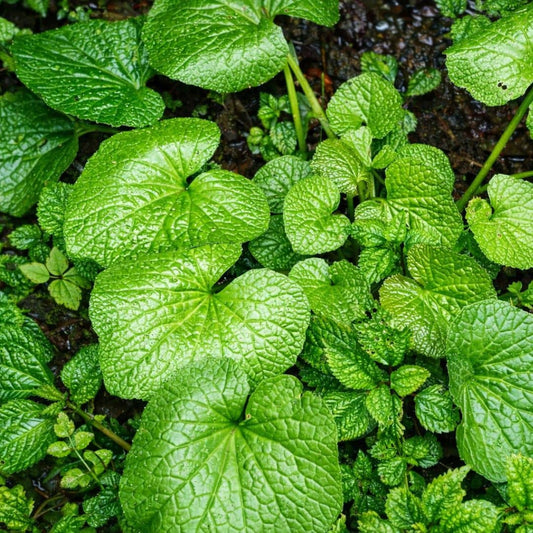 GRAINES wasabi eutrema japonicum plante aromatique rare monde vegetal