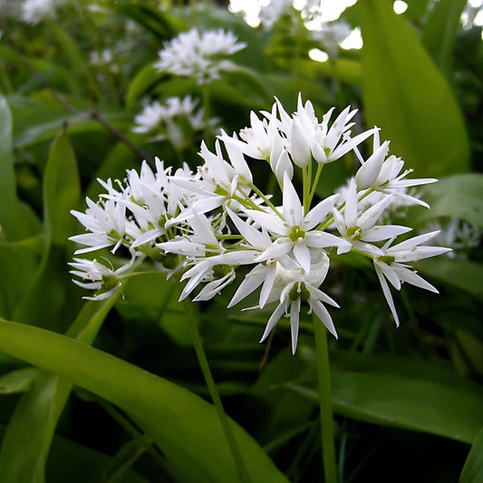 GRAINES ail aux ours allium ursinum plantes sauvages comestibles monde végétal