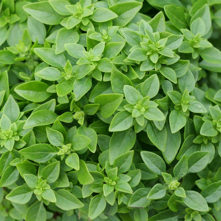GRAINES - Basilic Fin Vert (Ocimum basilicum var.minimum)
